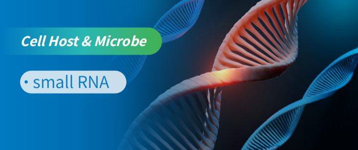 small RNAʾֲ￹»ƼӦĲ