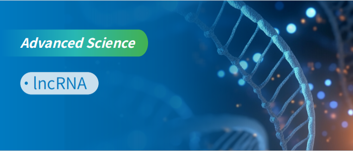 ʾ lncRNA еĵ׵ת¼ RNA ԡл