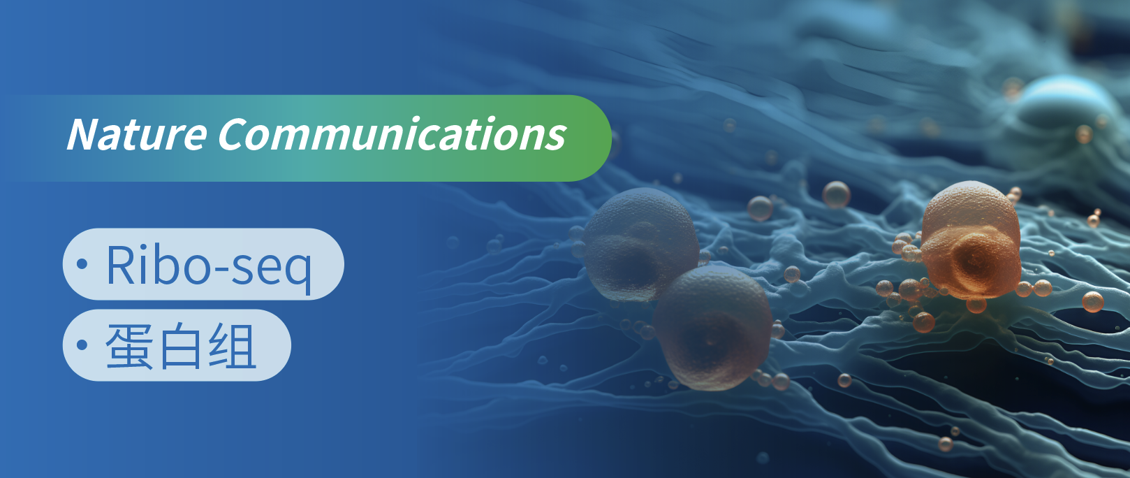 ׽MͷgMϷʾ˿PKSHVTخwЧgmRNA{ؙC