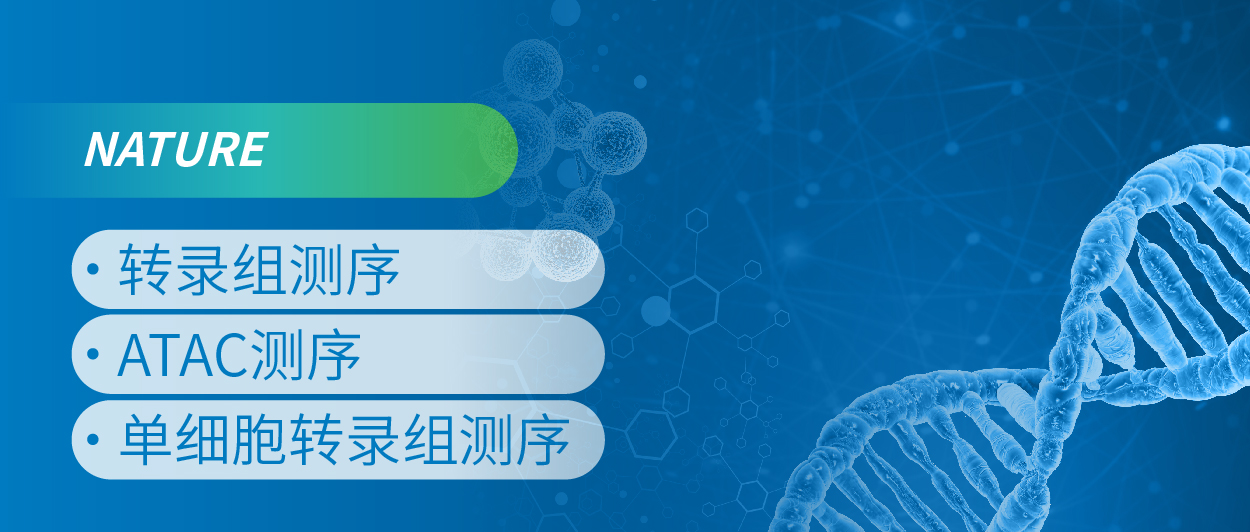 FOXO1  CAR T ϸ̵Ĺؼ