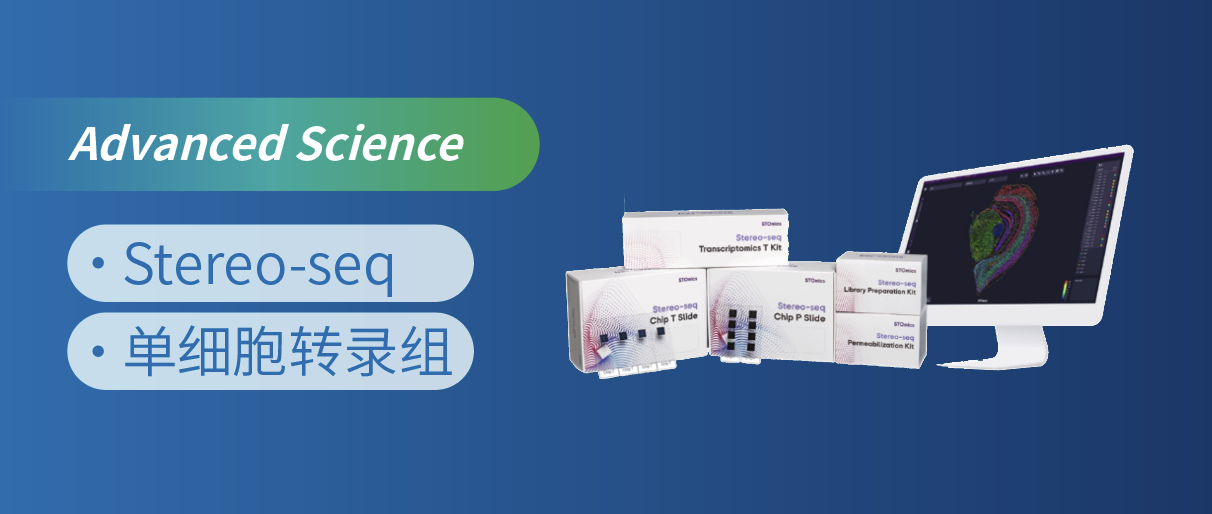 Stereo-seqU̥PBӼ{ؙC