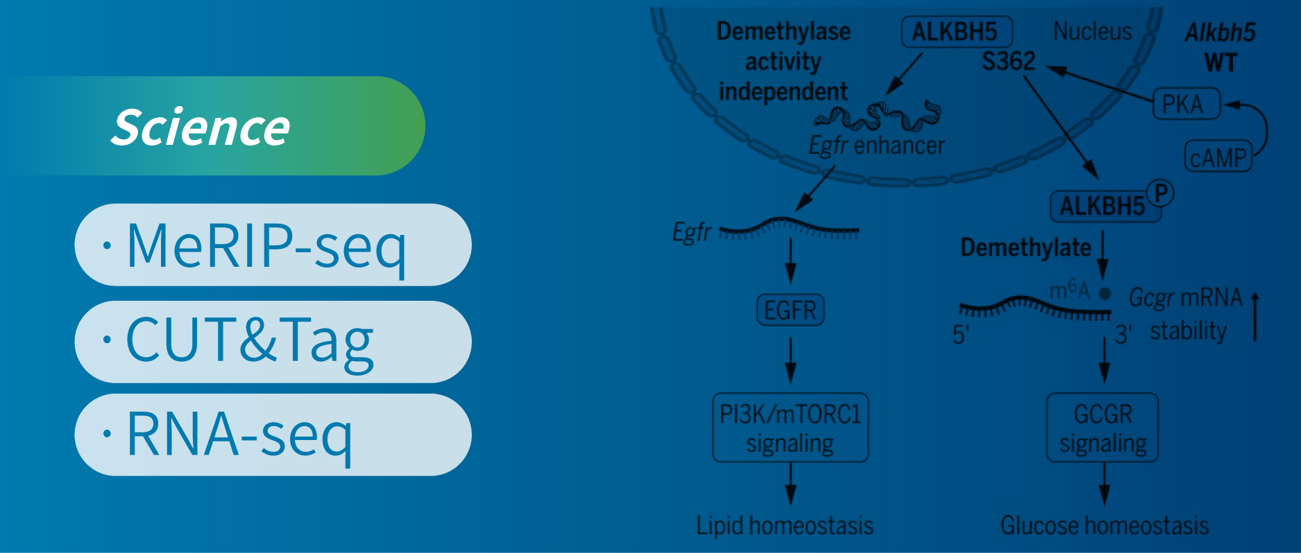 MeRIP-seq+CUT&Tag+RNA-seq^MWʾ֬xC