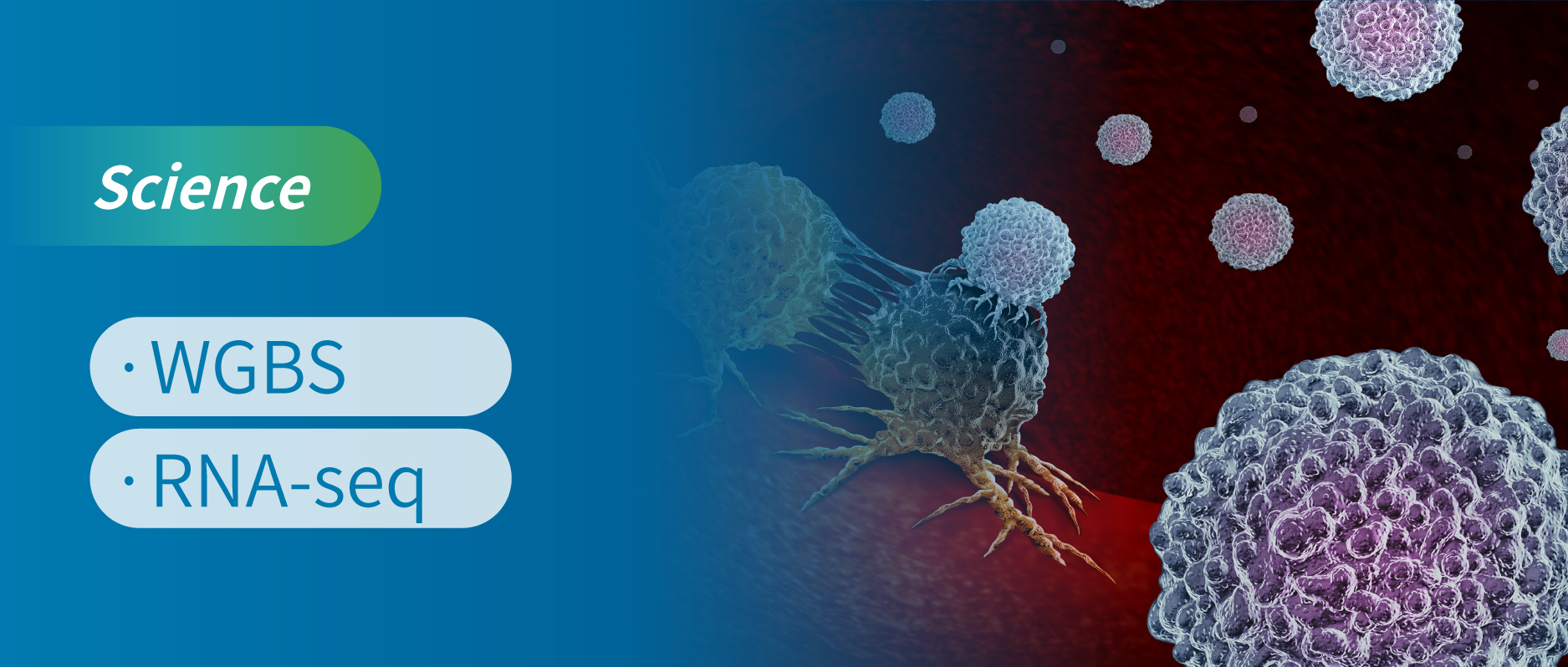 Science ·֣ͻ IDH1 Ƽߣ