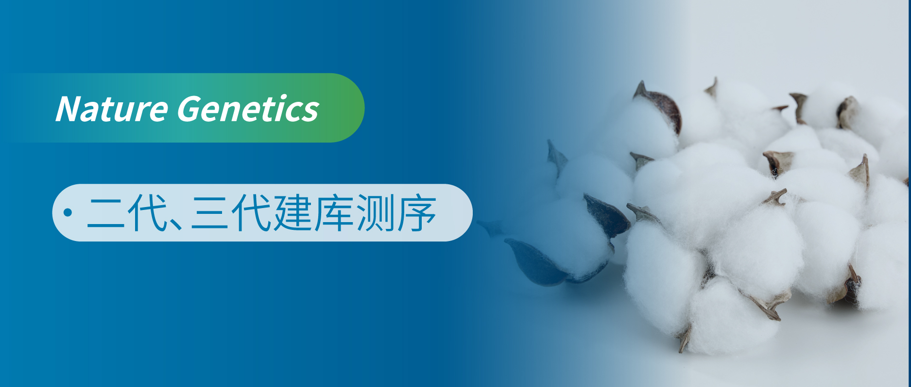 Դıw-ꑵ޵T2TMbʾ౶wzM