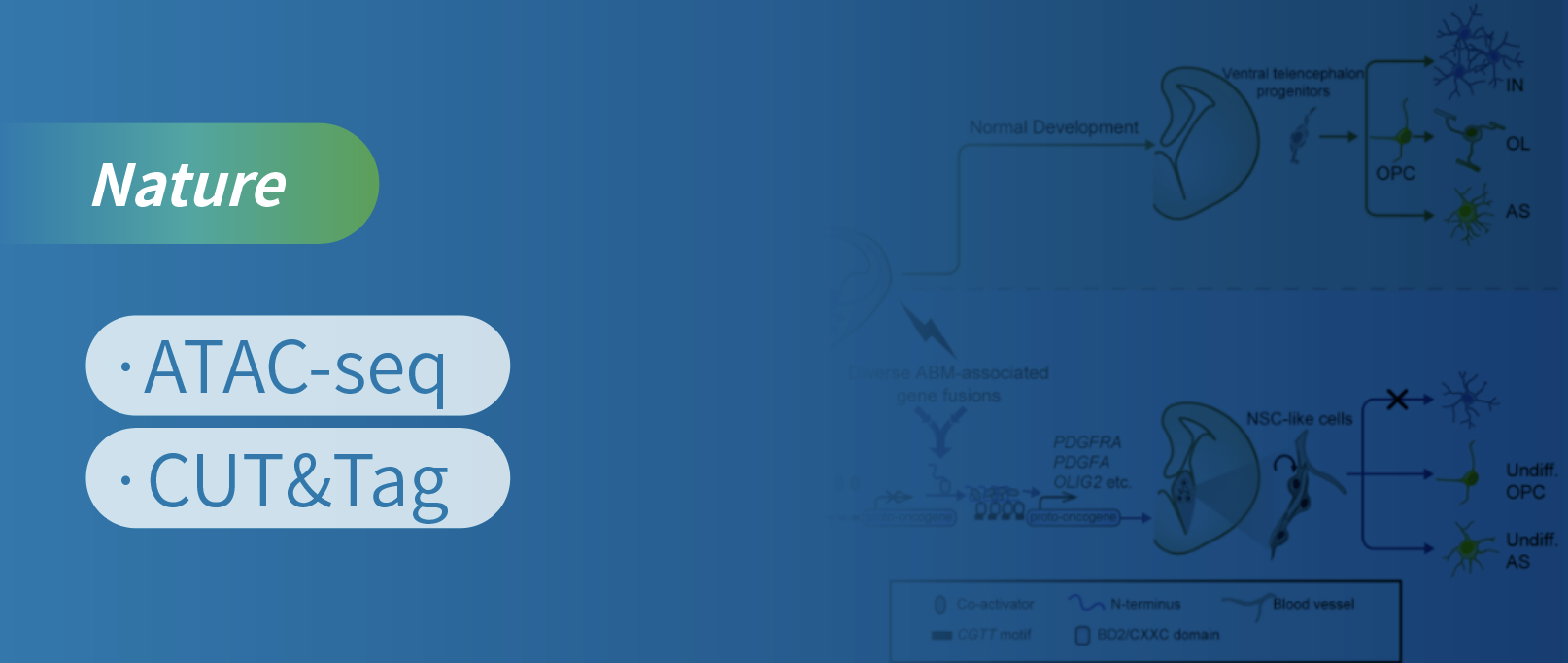 ATAC-seq & CUT&Tagĸϸķ